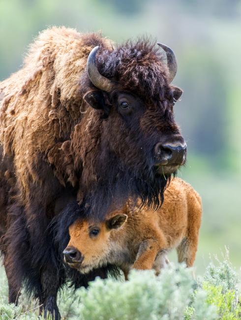 reserve naturel bison Chèque-Vacances Connect