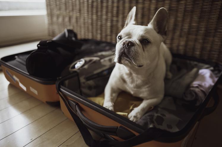 valise en voyage avec un chien