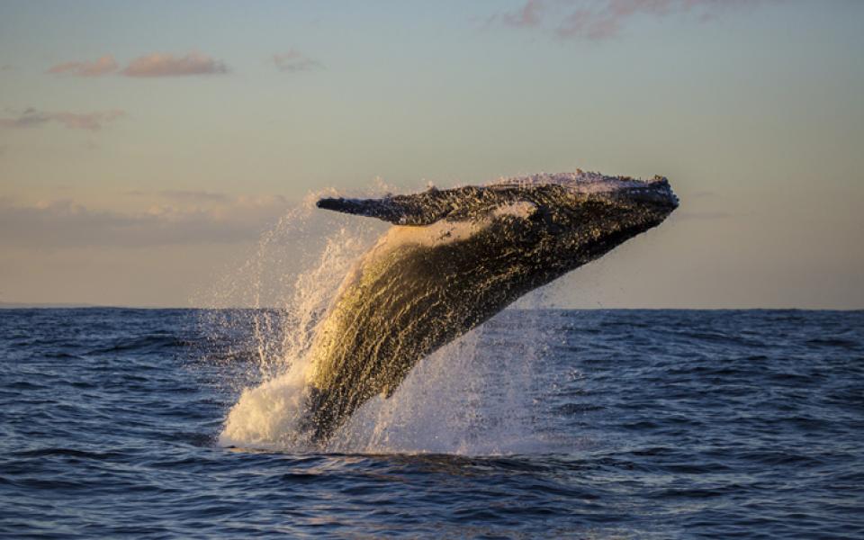 2_Baleine à La Réunion - BALISE ALT_Nage avec les baleines à la réunion_