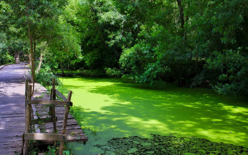 que faire a la rochelle marais poitevin