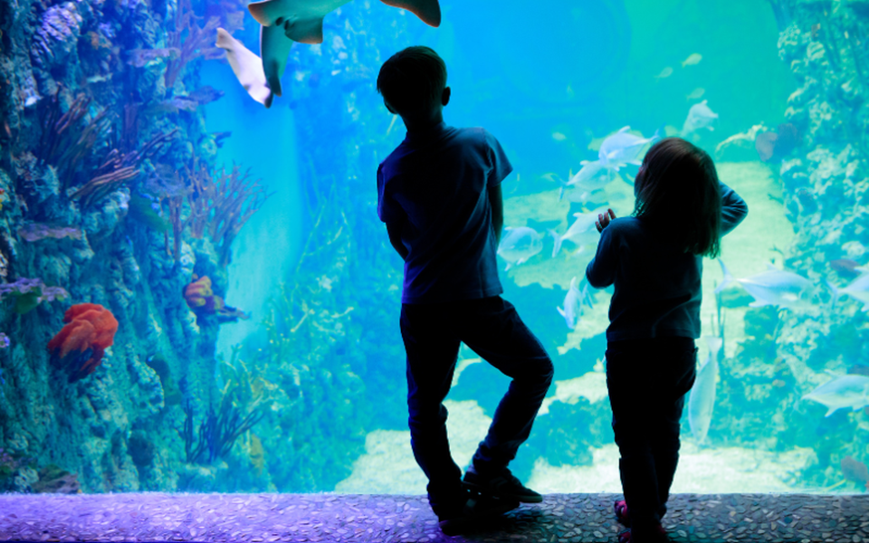 que visiter a brest oceanopolis