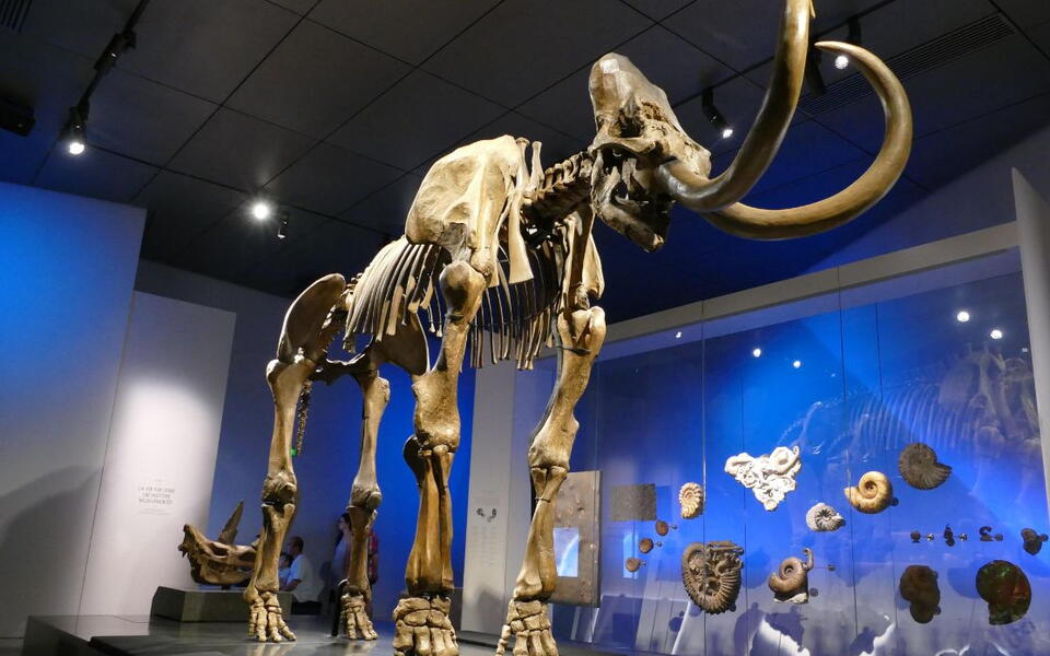 journee du patrimoine montpellier nice musée