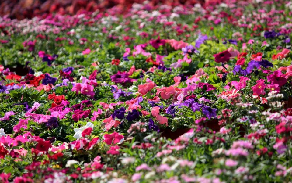 visiter amiens parc saint pierre et jardins des plantes ancv