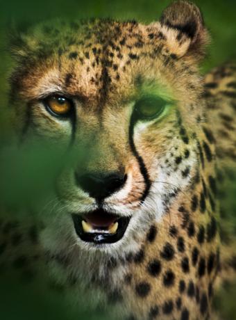 guepard zoo beauval