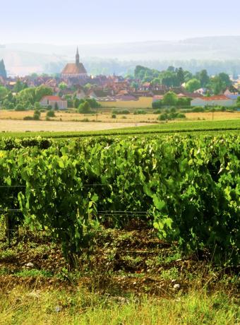 Chablis route des vins de Bourgogne