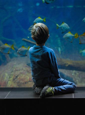 que faire avec les enfants quand il pleut visiter un aquarium