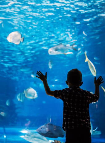 que faire à la rochelle aquarium