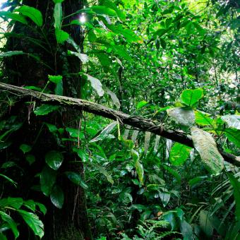 Jungle Guyane ANCV