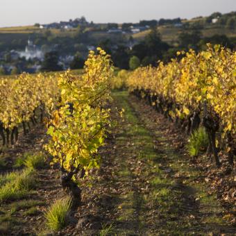 route des vins visiter angers