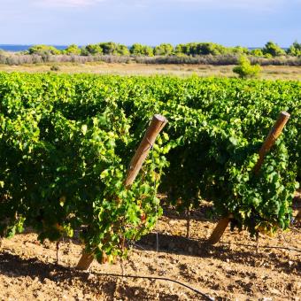 visiter angers vigne ancv