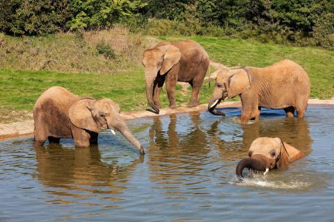 zoo beauval cheques vacances